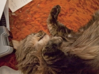 Hermes and Onjay sleep on couch P2050521Hermes and Onjay sleep on couch P2050521